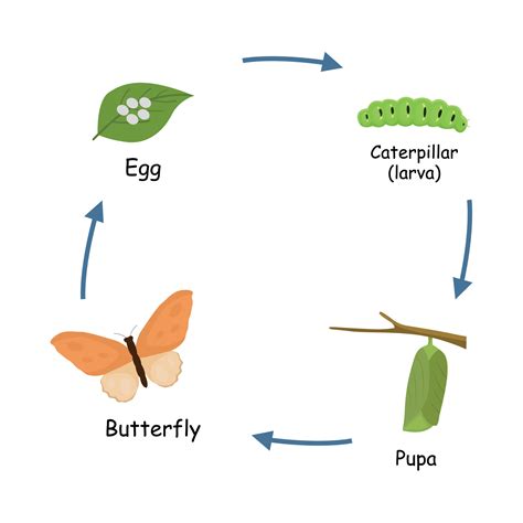 Metamorphosis or life cycle of butterfly from eggs, caterpillar, pupa to a butterfly 17476113 ...