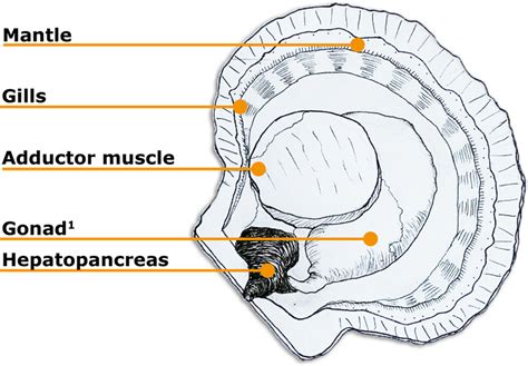 Anatomy of a scallop (simplified) ¹The term ‘gonad’ is used to refer to ...