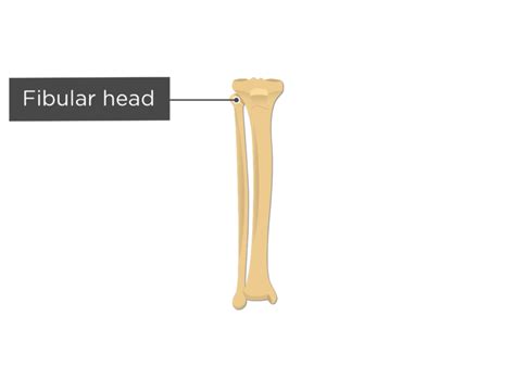 Tibia and Fibula Bones