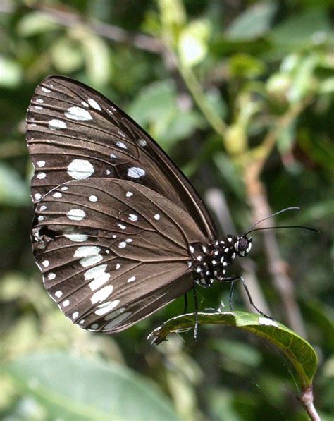 Common Crow Butterfly - The Australian Museum