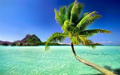 Palm Tree Beach Wallpapers - Wallpaper Cave