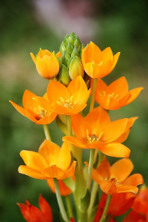 CARLETTA'S CAPTURES: An Orange Star Plant for Mother's Day