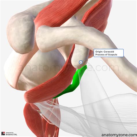 Coracobrachialis Muscle - Origin, Insertion, Action, 3D Model | AnatomyZone