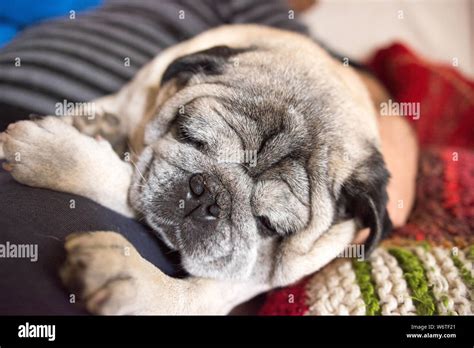 Old pug hi-res stock photography and images - Alamy