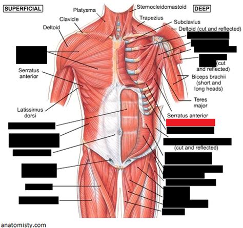 Muscles of the Chest and Abdomen Flashcards | Quizlet