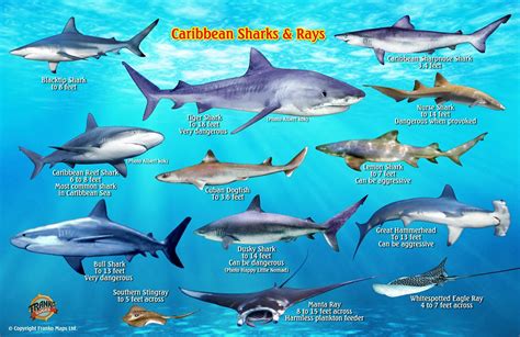 Types Of Sharks Chart