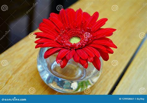 Red Gerbera Daisy Flower in a Single Bud Vase Stock Image - Image of decoration, color: 129958661