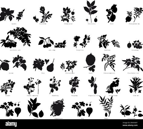 Collection of different garden vector silhouettes of plants Stock ...