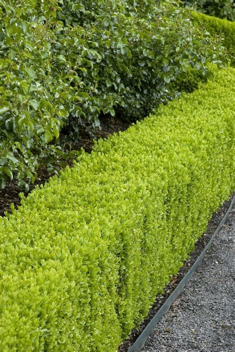 Top 10 Best Plants for Hedges and How to Plant Them | Garden hedges ...