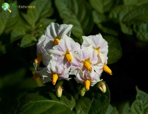 Order Solanales Characteristics | Potatoes & Nightshade Flowers