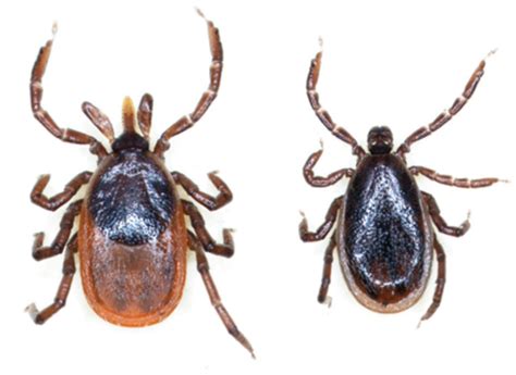 Common Ticks of Oklahoma and Tick-Borne Diseases | Oklahoma State ...