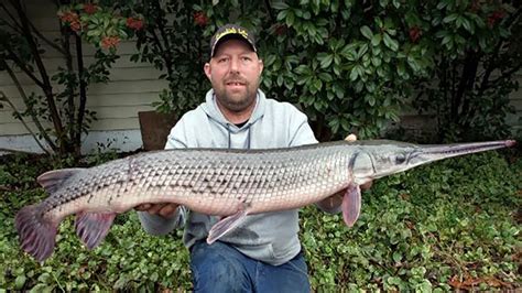 Fisherman breaks state record with 17.9-pound longnose gar catch | Fox News