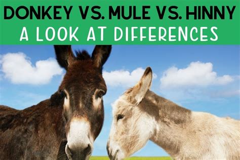 Hinny vs. Mule: 11 Facts You Need to Know - Helpful Horse Hints