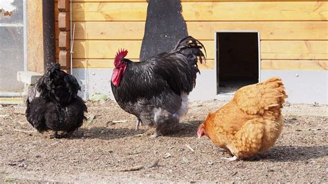 Orpington Chickens - Breed Profile, Varieties and Care