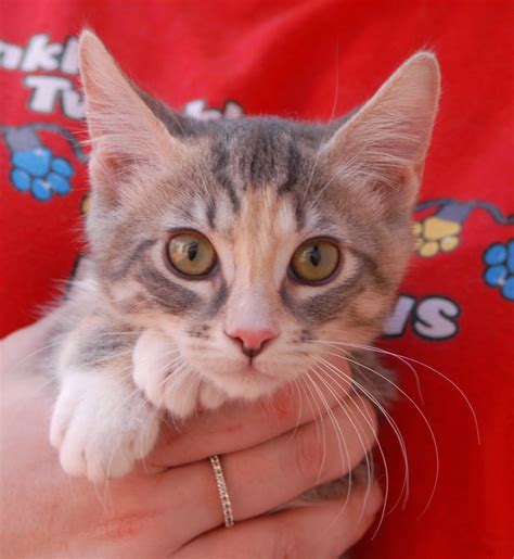 Sweetheart kittens ready for adoption!