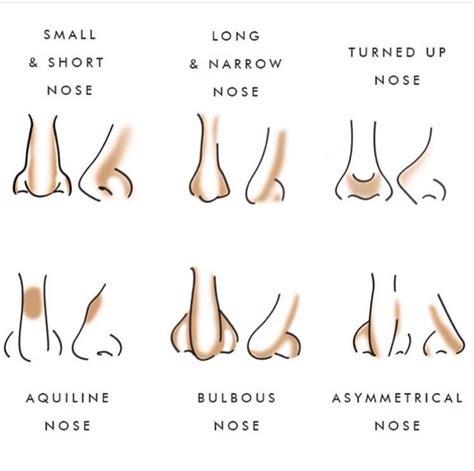 Different Types Of Nose Shapes