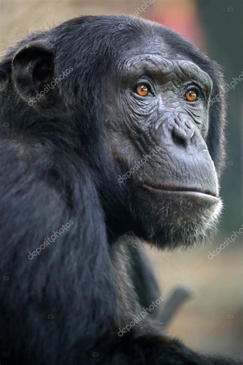 Black chimpanzee head — Stock Photo © EBFoto #108001760