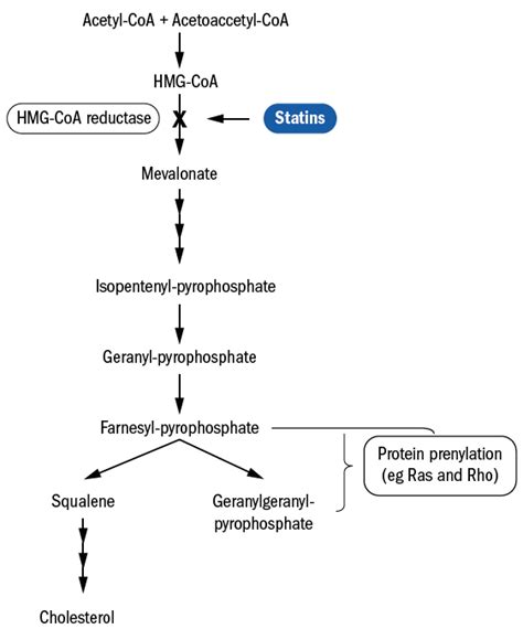 Statins and the cholesterol synthesis pathway -the mevalonate pathway(17). | Download Scientific ...