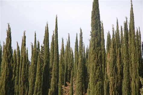 Tree Spotlight: Italian Cypress - Canopy : Canopy