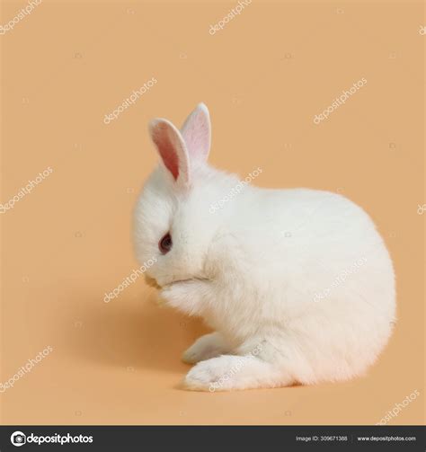 White Baby Bunny Wallpaper