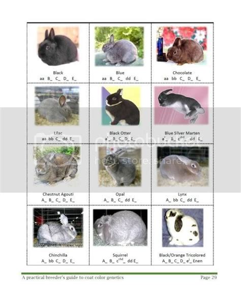 Coat Color Genetics Guide - Rabbit Smarties | Rabbit colors, Colorful coat, Beautiful rabbit