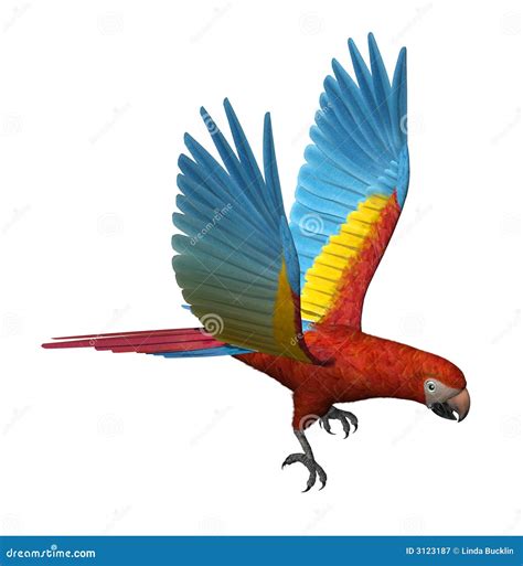 Scarlet Macaw Flying stock illustration. Image of macaw - 3123187