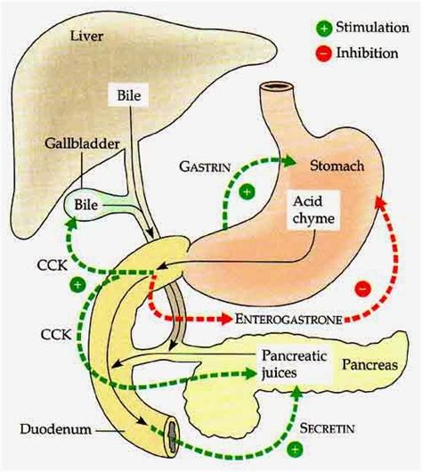 Cholecystokinin & Homeostasis: Cholecystokinin's Role in Homeostasis