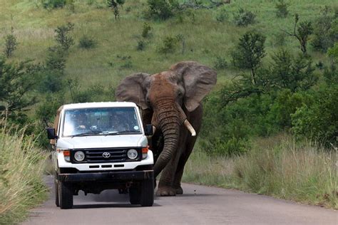 21 Days Best of Uganda Safari | Uganda Safari Tours