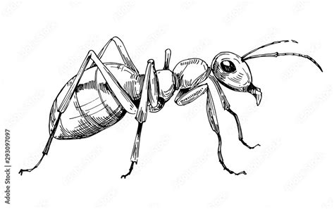 Ant sketch. Hand drawn illustration converted to vector Stock Vector ...