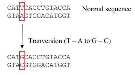 Difference Between Transition and Transversion | Compare the Difference ...