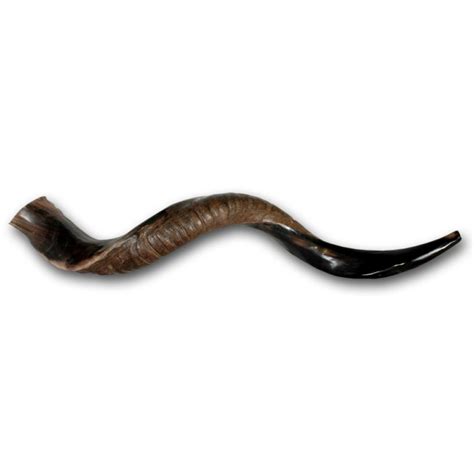 Shofar - Yemenite Medium - Galilee Calendars