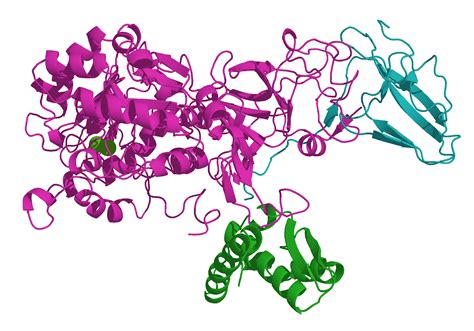 Urease; Urée amidohydrolase