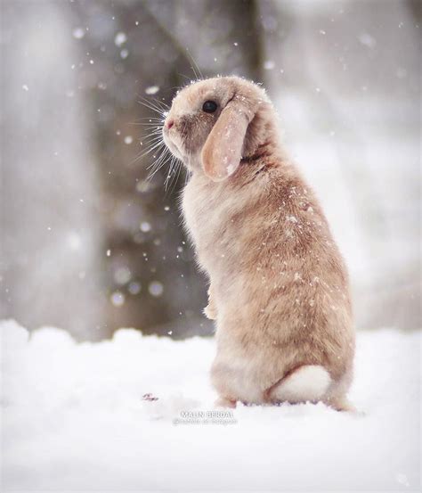 (@winterwillneverend): | Süße tiere, Kaninchen, Niedliche tiere