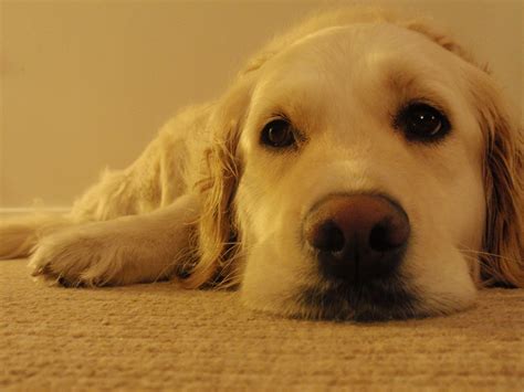 Golden Retriever - A really sad one... | My Depressed Dog...… | JackW ...