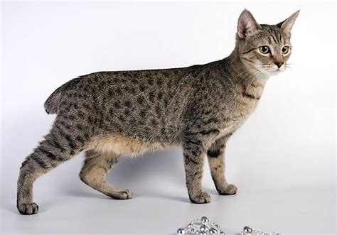 Pixie bob Cat | Cat breeds, Pixie bob cats, Cats and kittens