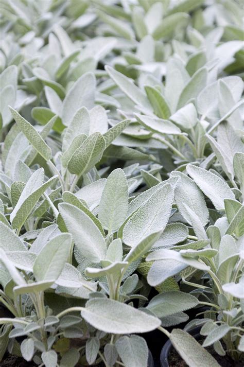 Sage Plant Varieties - Information On Common Types Of Sage Plants | Gardening Know How