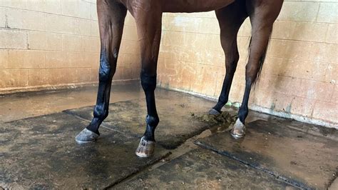 The 7 Best Ice Boots For Horses Legs, And Why You Need Them