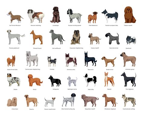 Dog Breeds Collection 9640097 Vector Art at Vecteezy