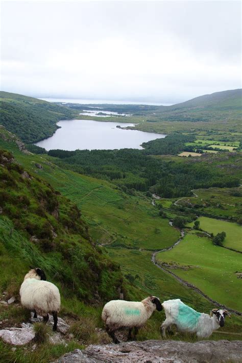 Free Sheep in Ireland 3 Stock Photo - FreeImages.com