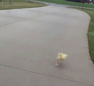 Duck Running GIF - Duck Running Chase - Discover & Share GIFs