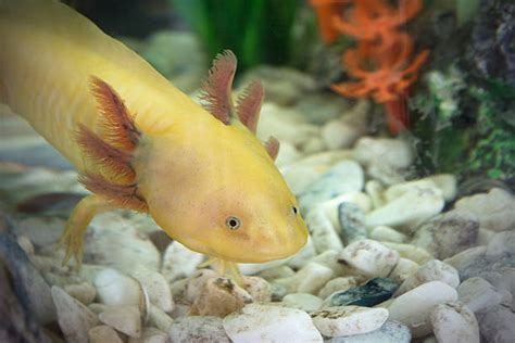 Axolotl Mexický Ambystomatidae - Stock snímky, obrázky a fotky - iStock