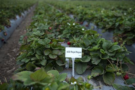 UC Davis Releases 5 New Strawberry Varieties - Vegetables West Magazine