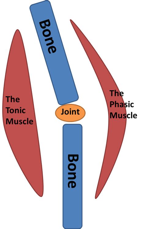 What are Tonic and Phasic Muscles?