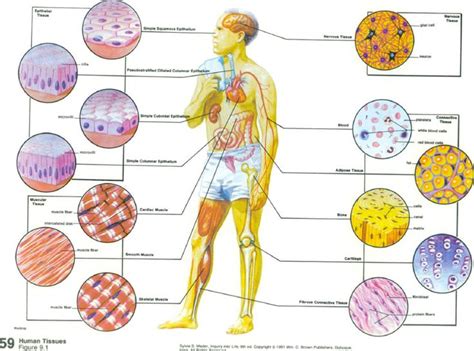 Human Tissue | Human Tissues | Education | Pinterest