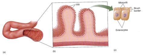 How is the small intestine adapted for digestion? | Socratic