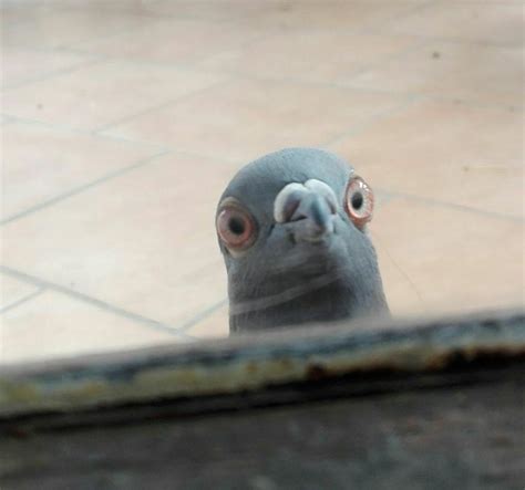 pigeonaday: “Submission: Craig He sees all ” | Funny animals, Pigeon ...