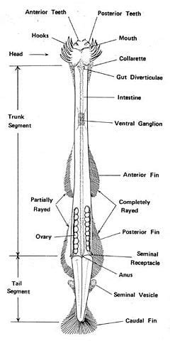 Chaetognatha - New World Encyclopedia