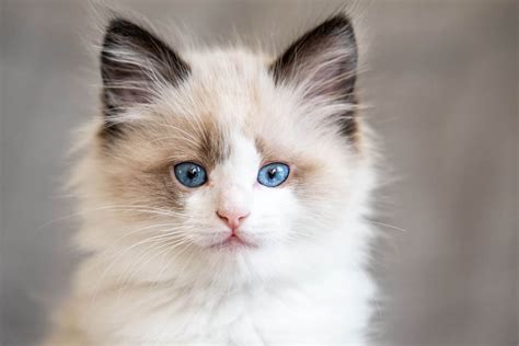 Kitten Ragdoll Cat | donyaye-trade.com