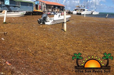 Unexpected influx of Sargassum invades San Pedro beaches - The San Pedro Sun