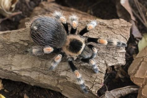 Pink Toe Tarantula: Pictures, Care Sheet, Lifespan & More | Pet Keen